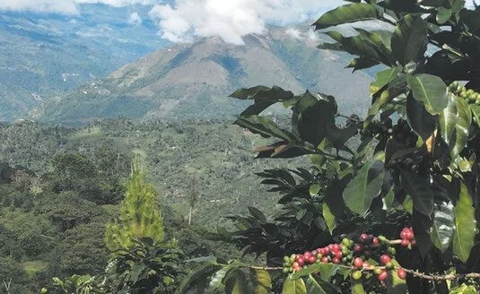 Kaffeefarm im Hochland mit reifen Kaffeekirschen