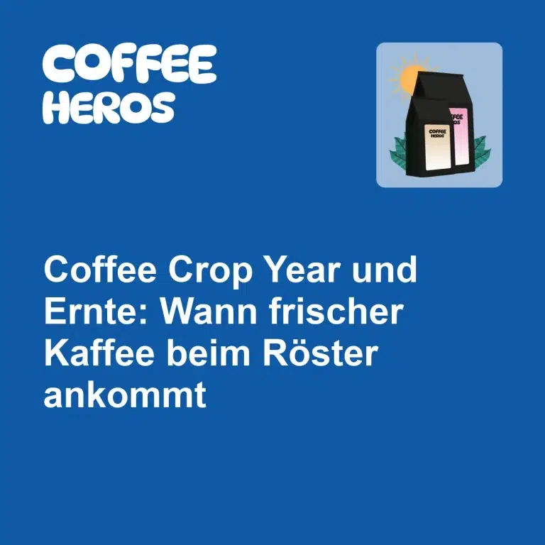 Frisch geerntete Kaffeekirschen in Honduras während der Crop Year Ernte für Direct Trade Specialty Coffee